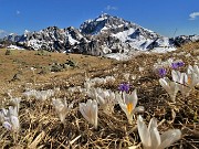 06 Fioritura di Crocua vernus al Monte Campo con bella vista in Arera